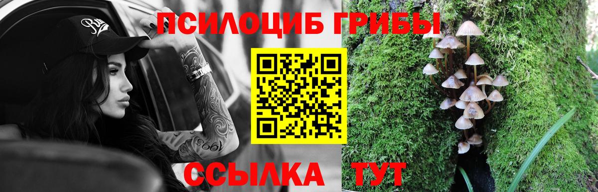 Псилоцибиновые грибы Psilocybe Дербент